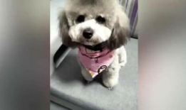 狗狗视频大全,欢乐瞬间，温馨瞬间，萌态百出