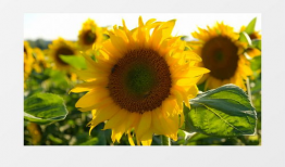 葵花视频,探索生活美好瞬间，记录时代印记